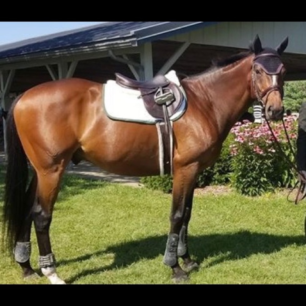 Meet your Posher, Morgan